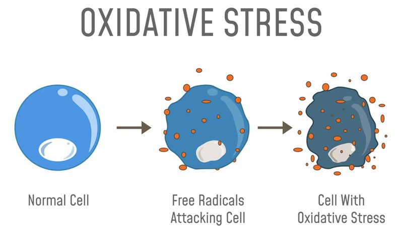 Bioglutide NA-931 Antioxidant Properties | Shaanxi BLOOM Tech Co., Ltd Bioglutide NA-931 Antioxidant Properties | Shaanxi BLOOM Tech Co., Ltd